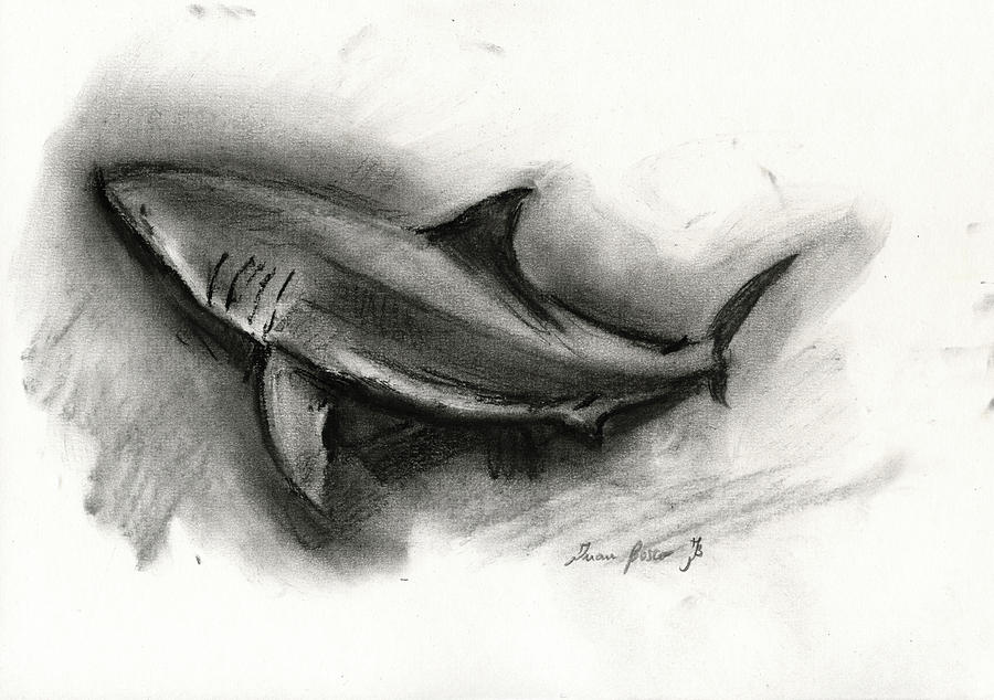 Jaws Painting - Great white shark drawing by Juan Bosco