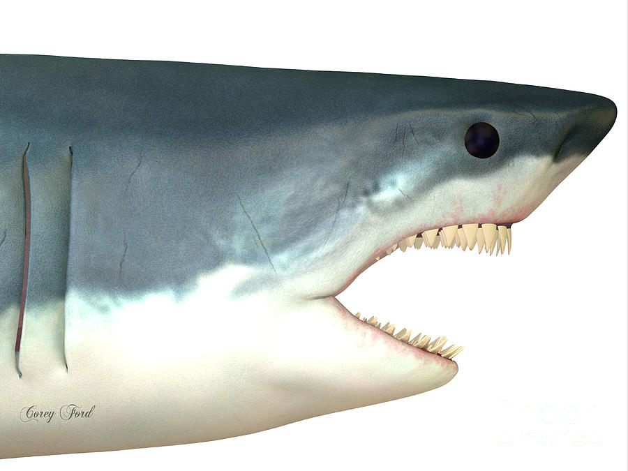 Great White Shark Painting - Great White Shark Head by Corey Ford