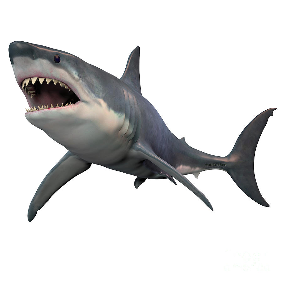 Great White Shark Painting - Great White Shark Isolated by Corey Ford