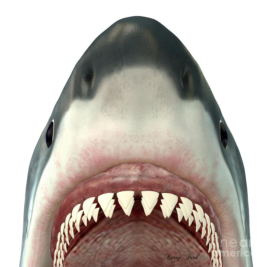 Jaws Painting - Great White Shark Jaws by Corey Ford