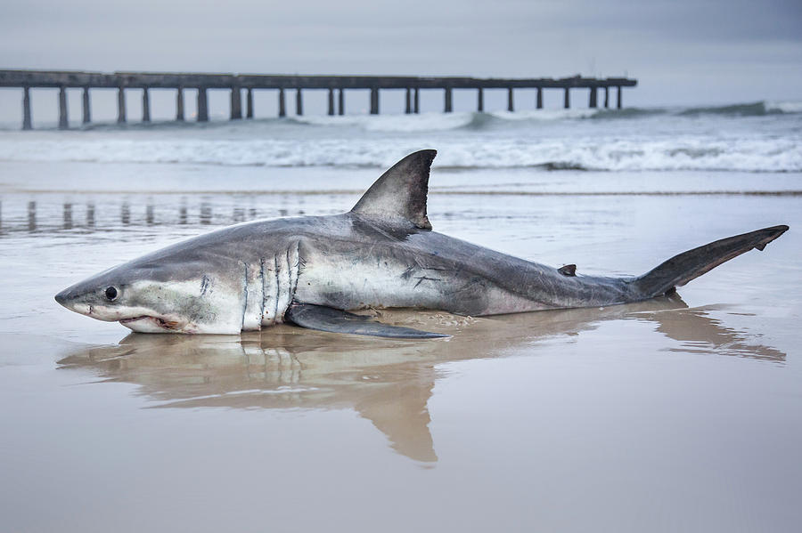 Great White Shark, South Africa Photograph by Chantelle Flores - Pixels