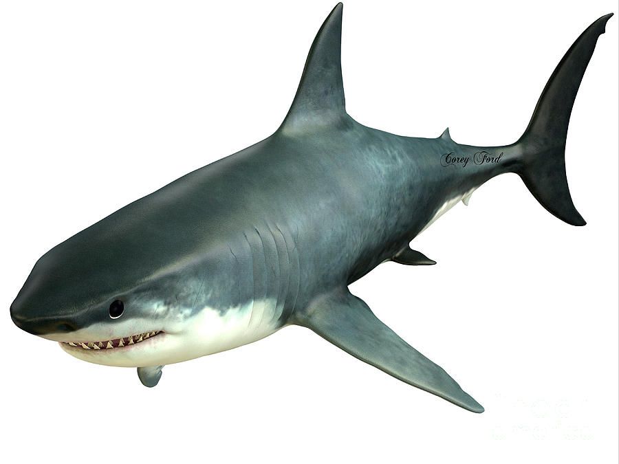 Great White Shark Painting - Great White Shark Upper by Corey Ford