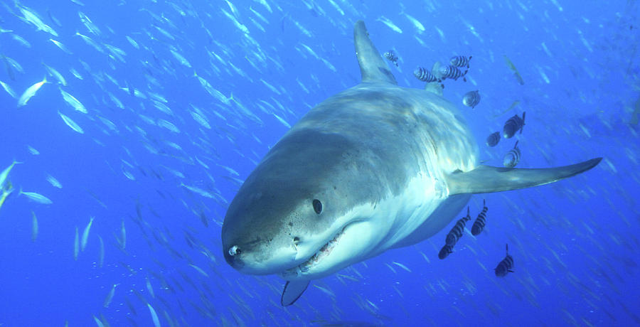 Great White Swim By Photograph by Richard La Belle | Pixels