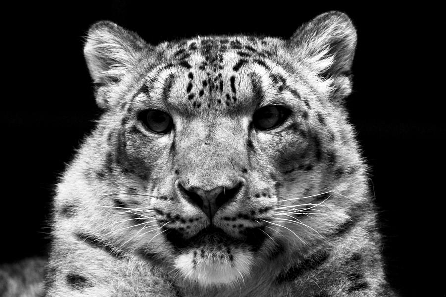 Great White Tiger. Photograph