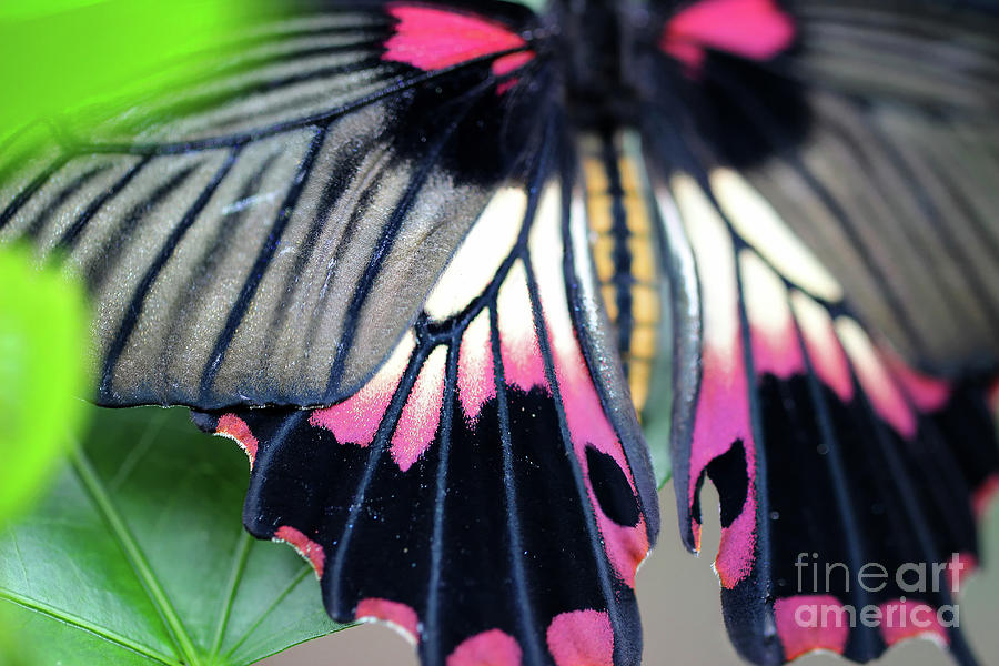 Great Yellow Mormon Butterfly Bright  Photograph by Karen Adams