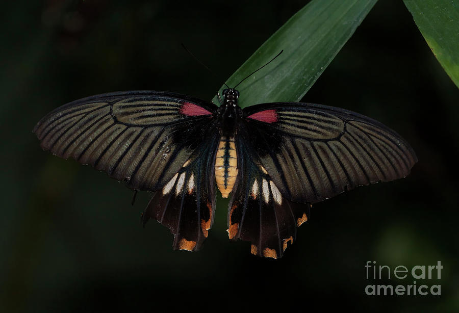 Great Yellow Mormon Butterfly  Photograph by Ruth Jolly