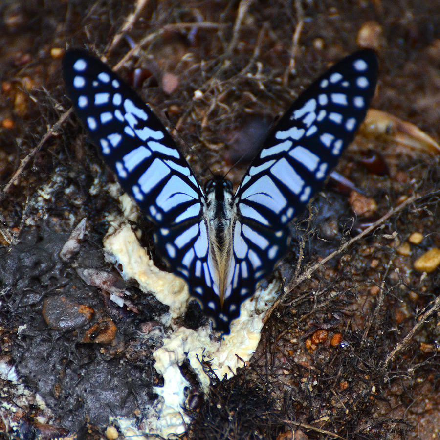 spotted zebra butterfly spotted zebra butterfly