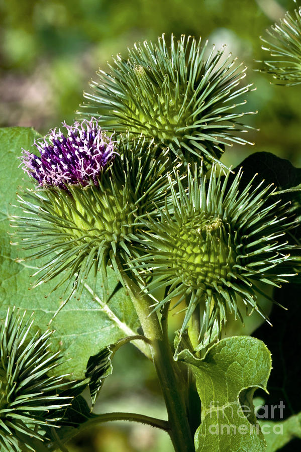 Greater Burdock In Bloom Photograph by Dr. Antoni Agelet