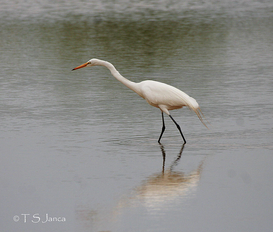 Greater Egret At Gilbert Riparian Preserve Photograph by Tom Janca