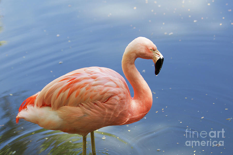Greater Flamingo Photograph by Afrodita Ellerman