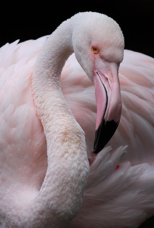 Bird Photograph - Greater Flamingo by Animus  Photography