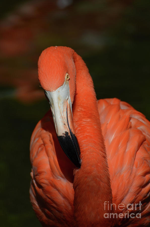 Greater Flamingo Bird Up Close Photograph by DejaVu Designs - Fine Art ...