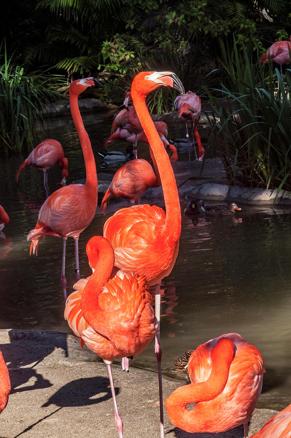 Greater Flamingo Photograph by Daniel Hebard