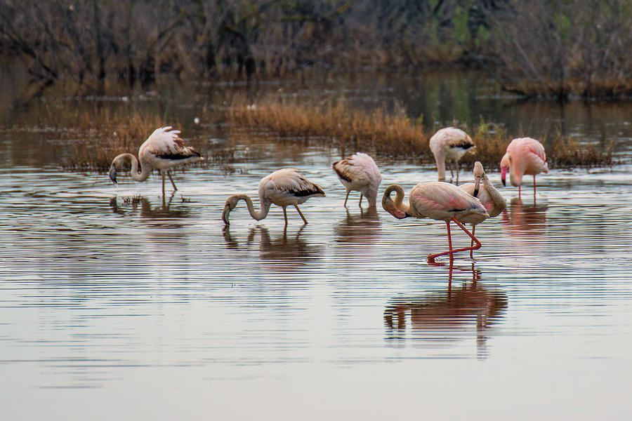 Greater flamingo in Kalochori lagoon, Thessaloniki, Greece Photograph by Jivko Nakev