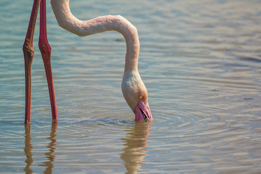 Greater flamingo in Parc de Camargue, France Photograph by Jivko Nakev