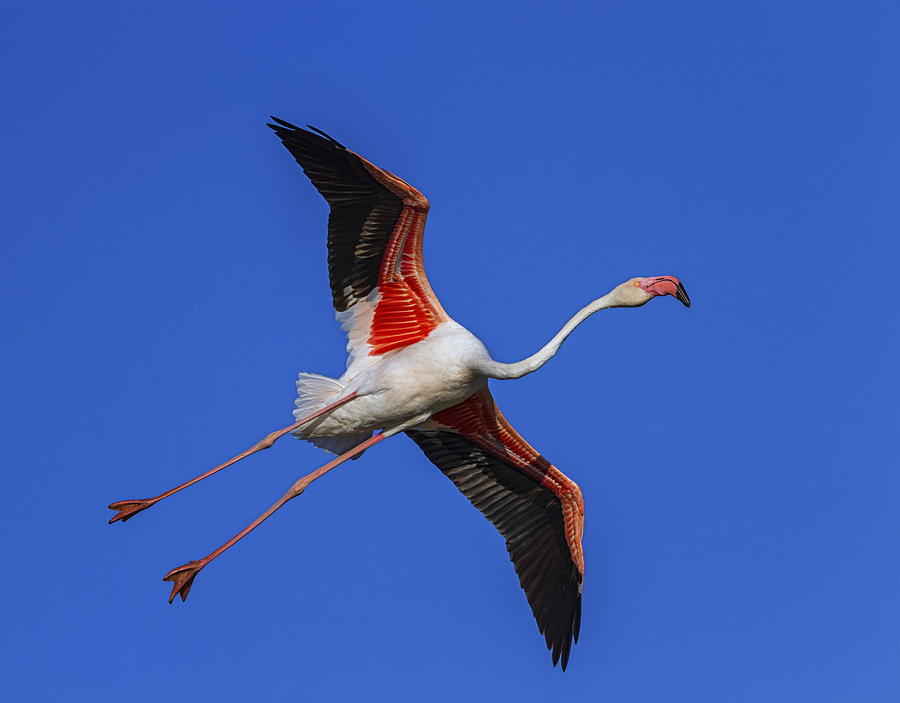 Greater flamingo, phoenicopterus roseus, Camargue, France Photograph by Elenarts - Elena Duvernay photo