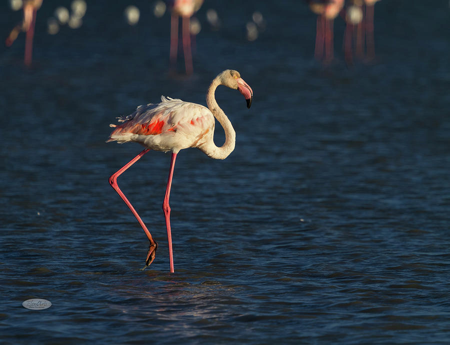 Greater flamingo, phoenicopterus roseus, in Camargue, France Photograph by Elenarts - Elena Duvernay photo