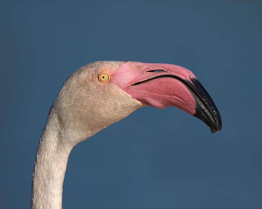 Greater flamingo, phoenicopterus roseus, portrait, Camargue, France Photograph by Elenarts - Elena Duvernay photo