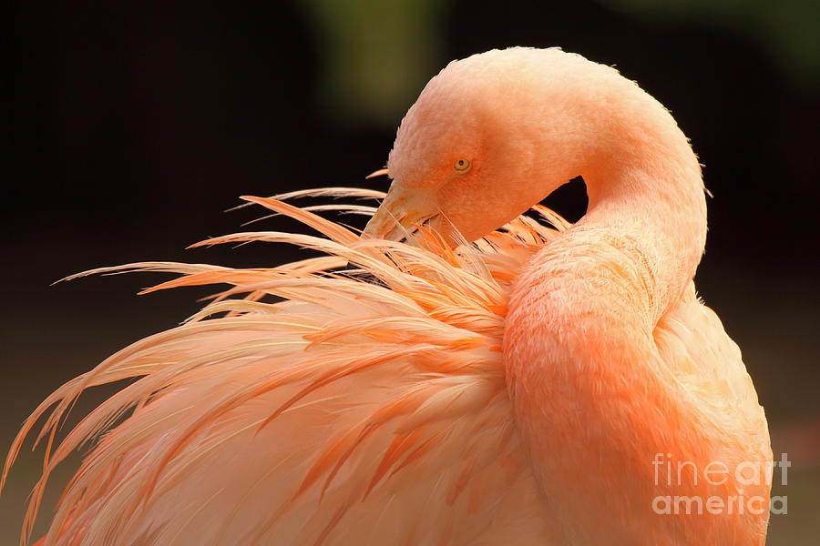 Greater Flamingo Preening Photograph by Max Allen