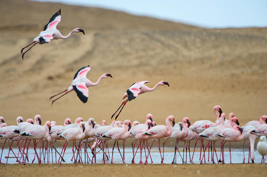 Flamingo Photograph - Greater Flamingos Phoenicopterus by Panoramic Images