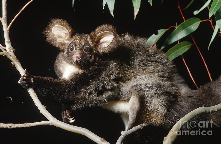 Greater Glider Photograph by B. G. Thomson