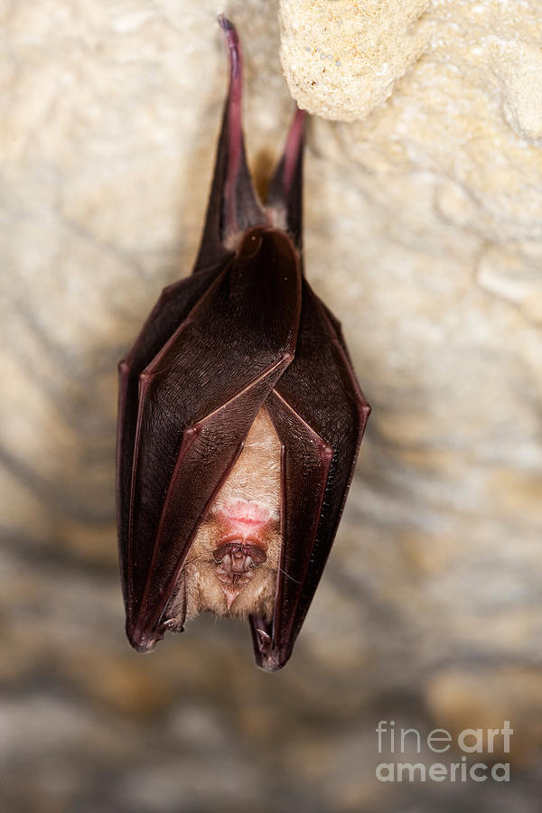 Animal Photograph - Greater Horseshoe Bat R. Ferrumequinum by Gerard Lacz