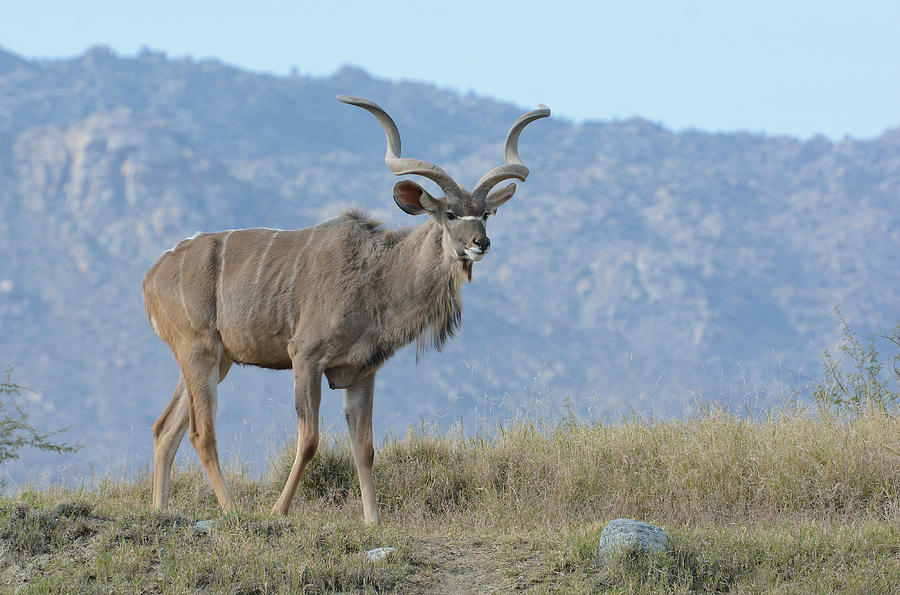 Greater Kudu 2 Photograph by Fraida Gutovich