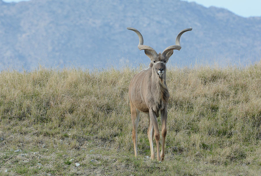 Greater Kudu 3 Photograph by Fraida Gutovich