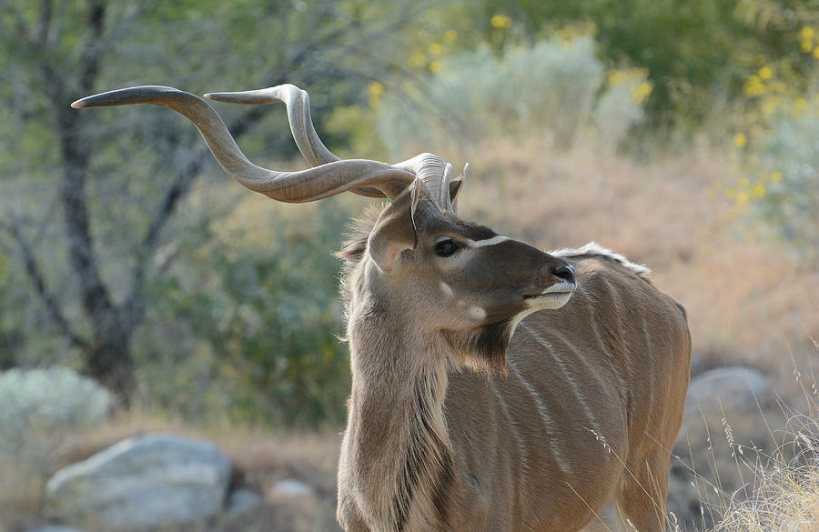 Greater Kudu 4 Photograph by Fraida Gutovich