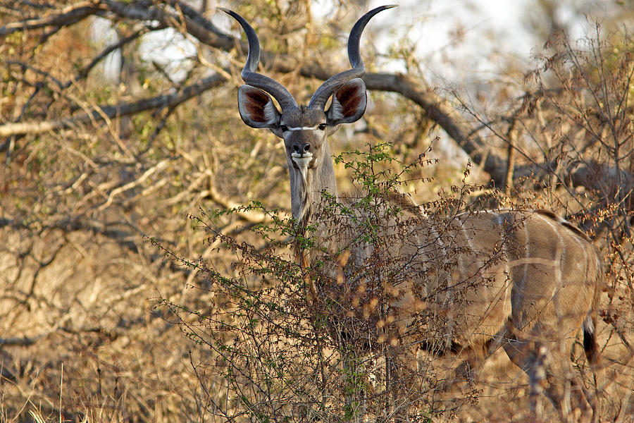 Greater Kudu Photograph by Aivar Mikko