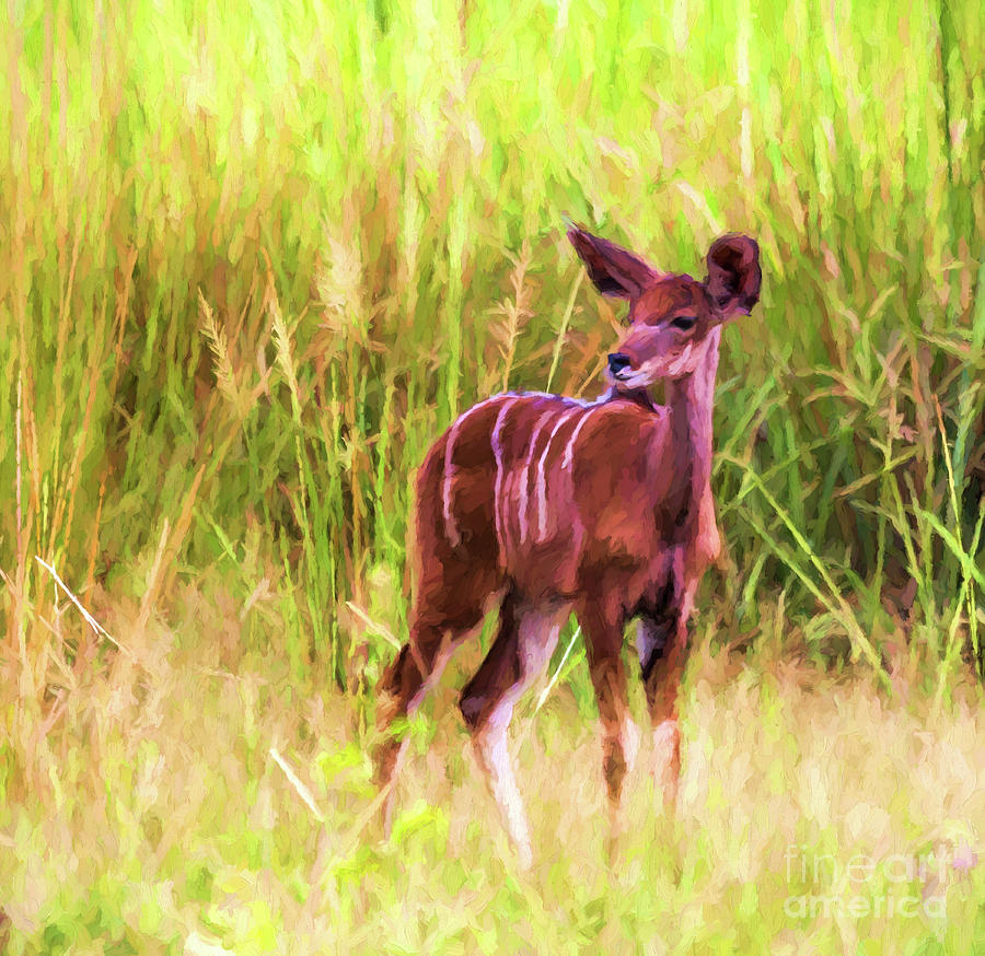 Greater Kudu Female Digital Art by Liz Leyden