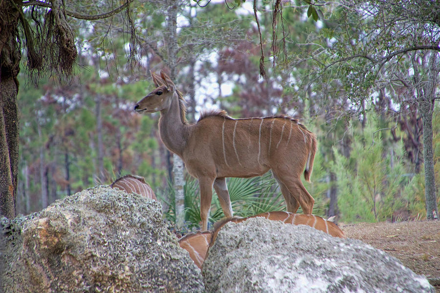 Greater Kudu Female - RDW002756 Photograph by Dean Wittle