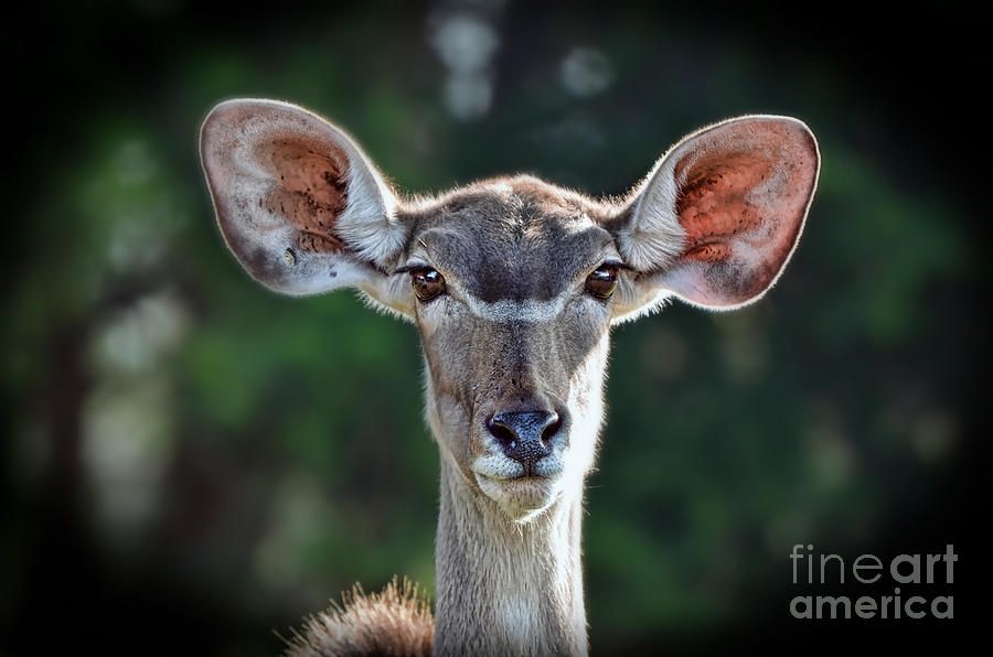 Greater Kudu Photograph by Jim Fitzpatrick