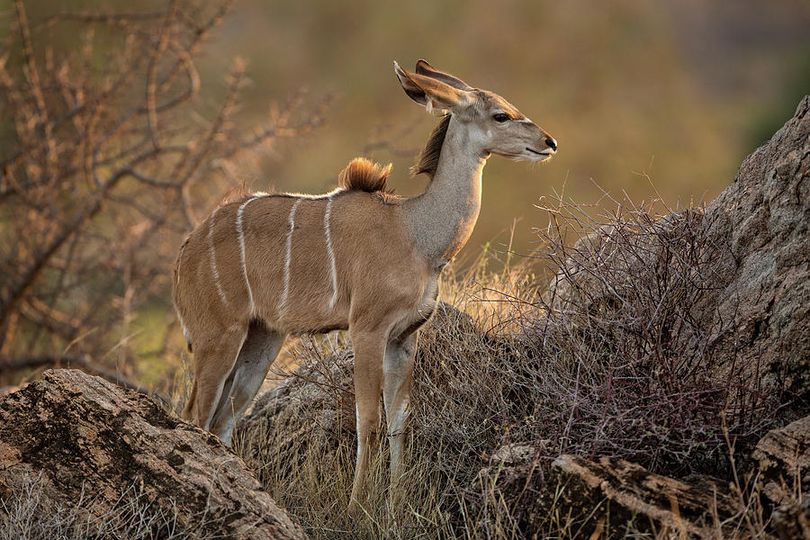 Greater Kudu Juvenile Photograph by Steven Upton