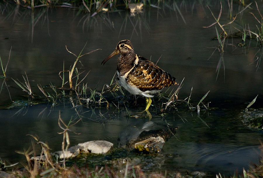 Painted Photograph - Greater Painted Snipe by Manjot Singh Sachdeva