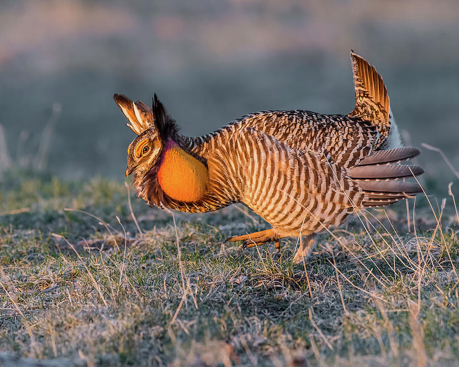 Greater Prairie-chicken At Sunrise Photograph by Morris Finkelstein