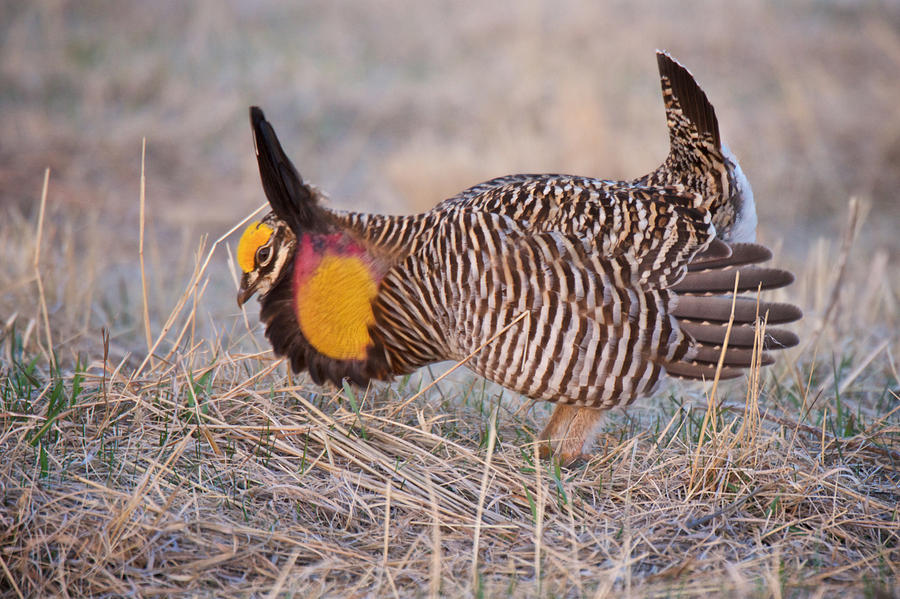 Greater Prairie Chicken Photograph by Craig Voth - Fine Art America