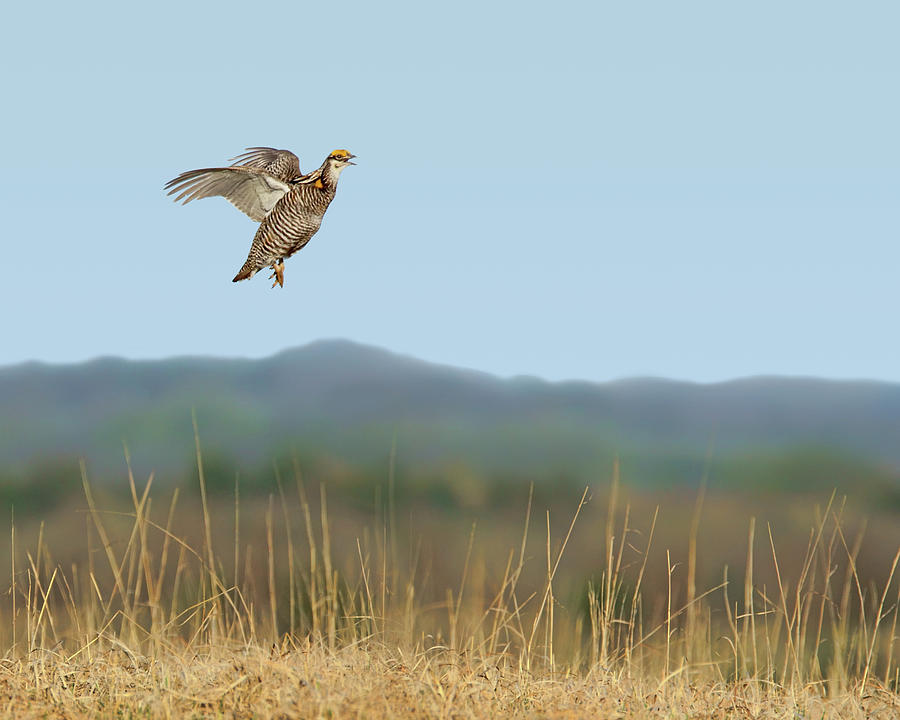 Greater Prairie Chicken - Flight Photograph by Nikolyn McDonald