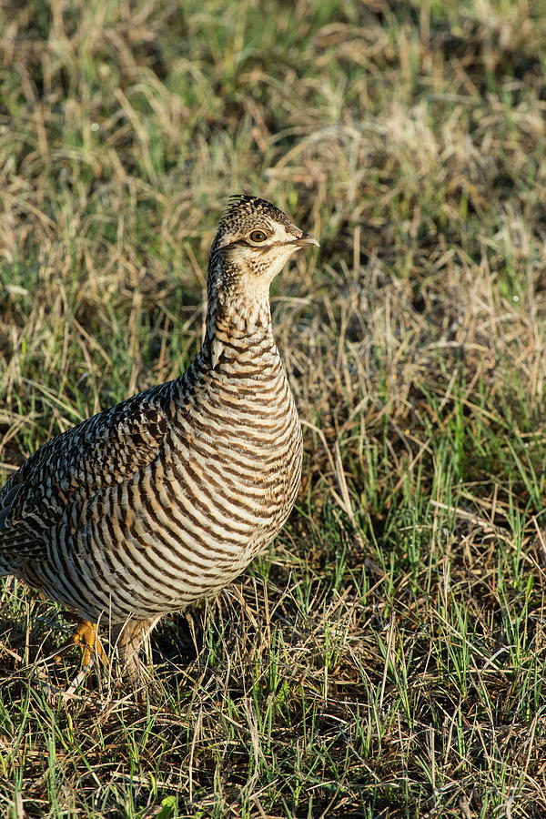 Greater Prairie Chicken Hen Photograph by David Drew