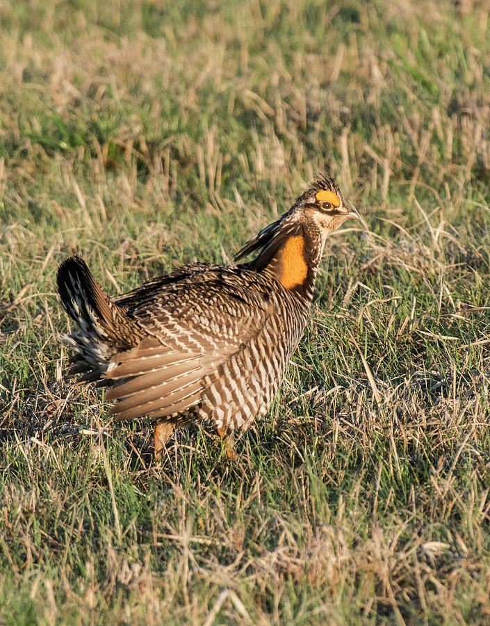 Greater Prairie Chicken Male 6 Photograph by David Drew
