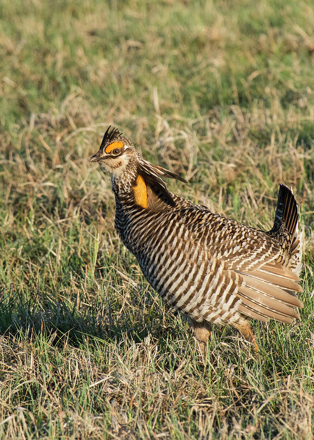 Greater Prairie Chicken Male 7 Photograph by David Drew