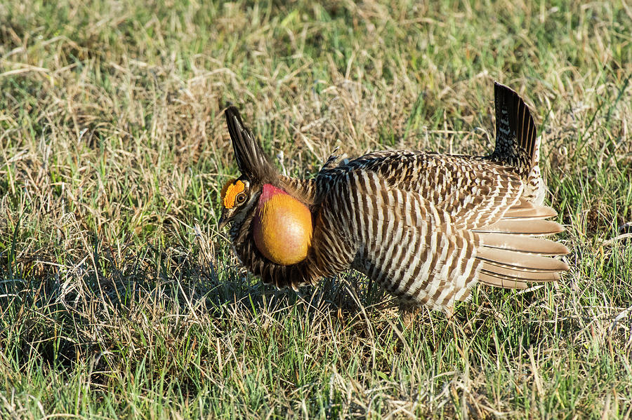 Greater Prairie Chicken Male Booming Photograph by David Drew
