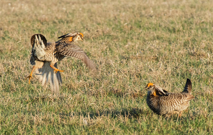 Greater Prairie Chicken Males 2 Photograph by David Drew