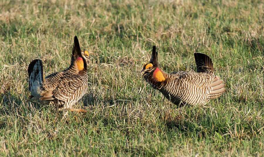 Greater Prairie Chicken Males 3 Photograph by David Drew