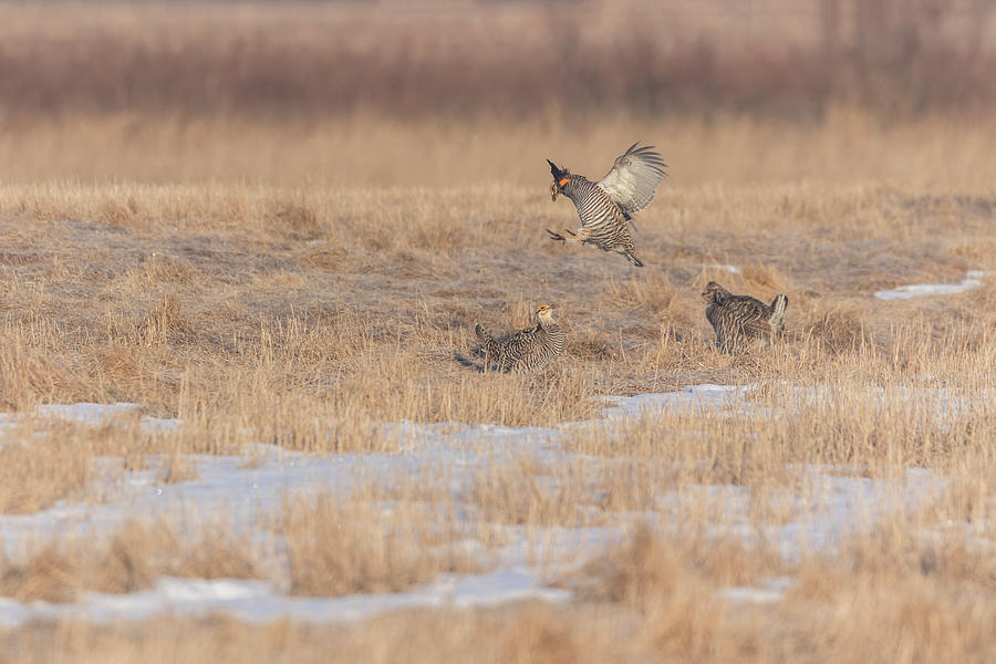 Greater Prairie Chickens 2018-1 Photograph by Thomas Young