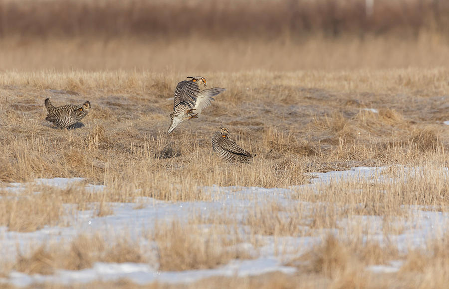 Greater Prairie Chickens 2018-2 Photograph by Thomas Young