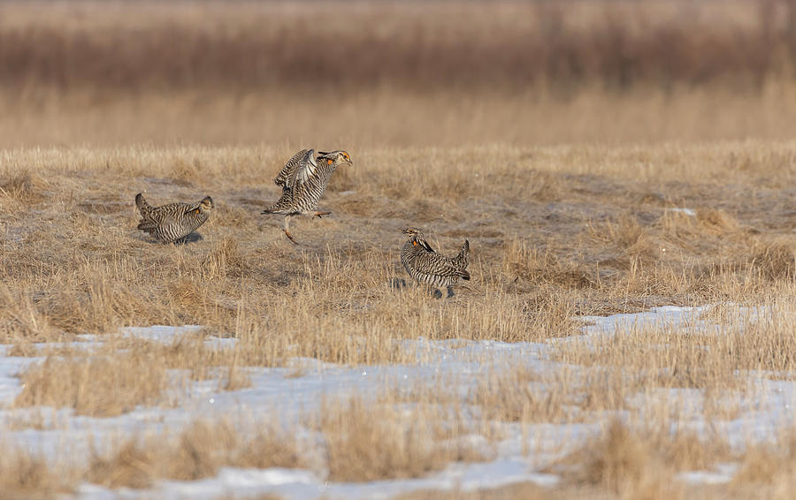 Greater Prairie Chickens 2018-3 Photograph by Thomas Young
