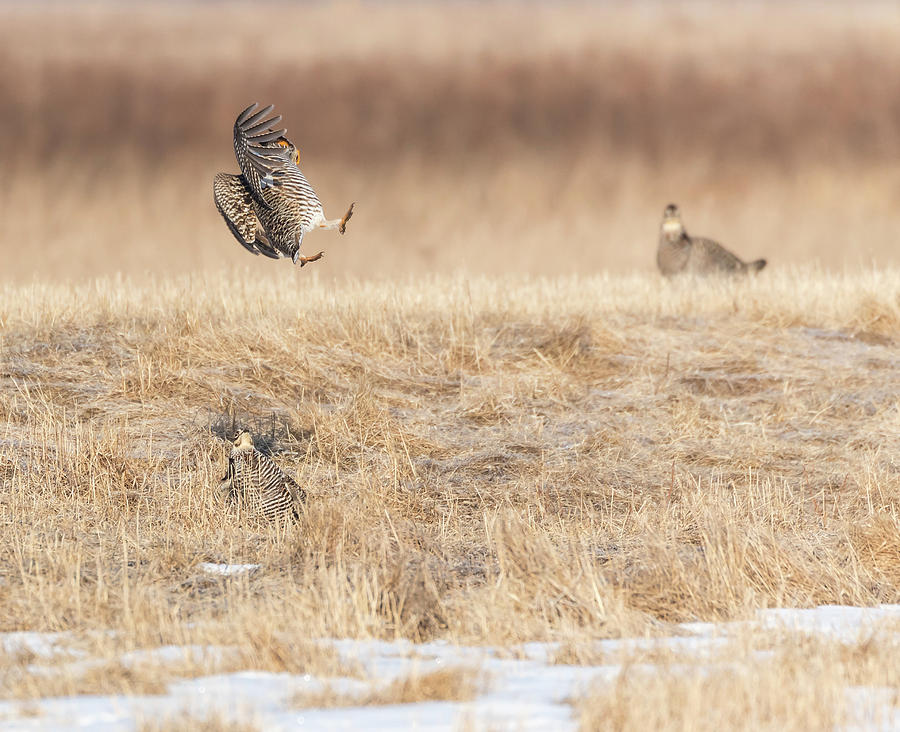 Greater Prairie Chickens 2018-4 Photograph by Thomas Young