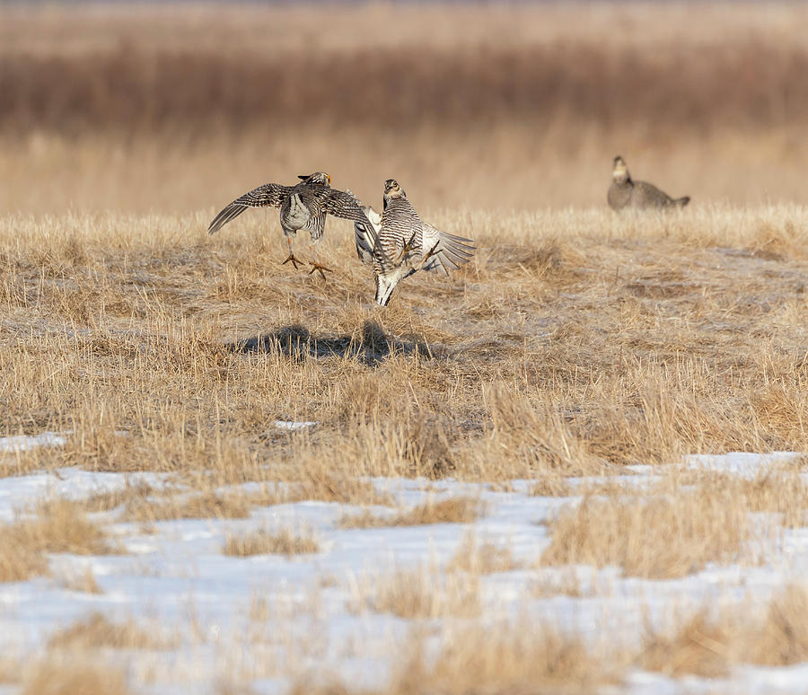 Greater Prairie Chickens 2018-5 Photograph by Thomas Young