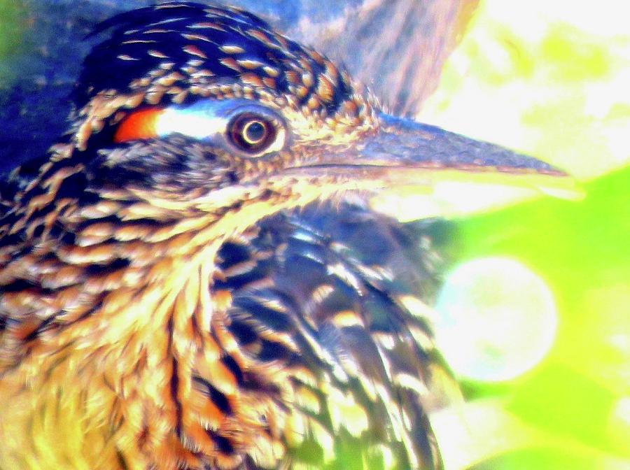 Greater Roadrunner Portrait 2 Photograph by Judy Kennedy